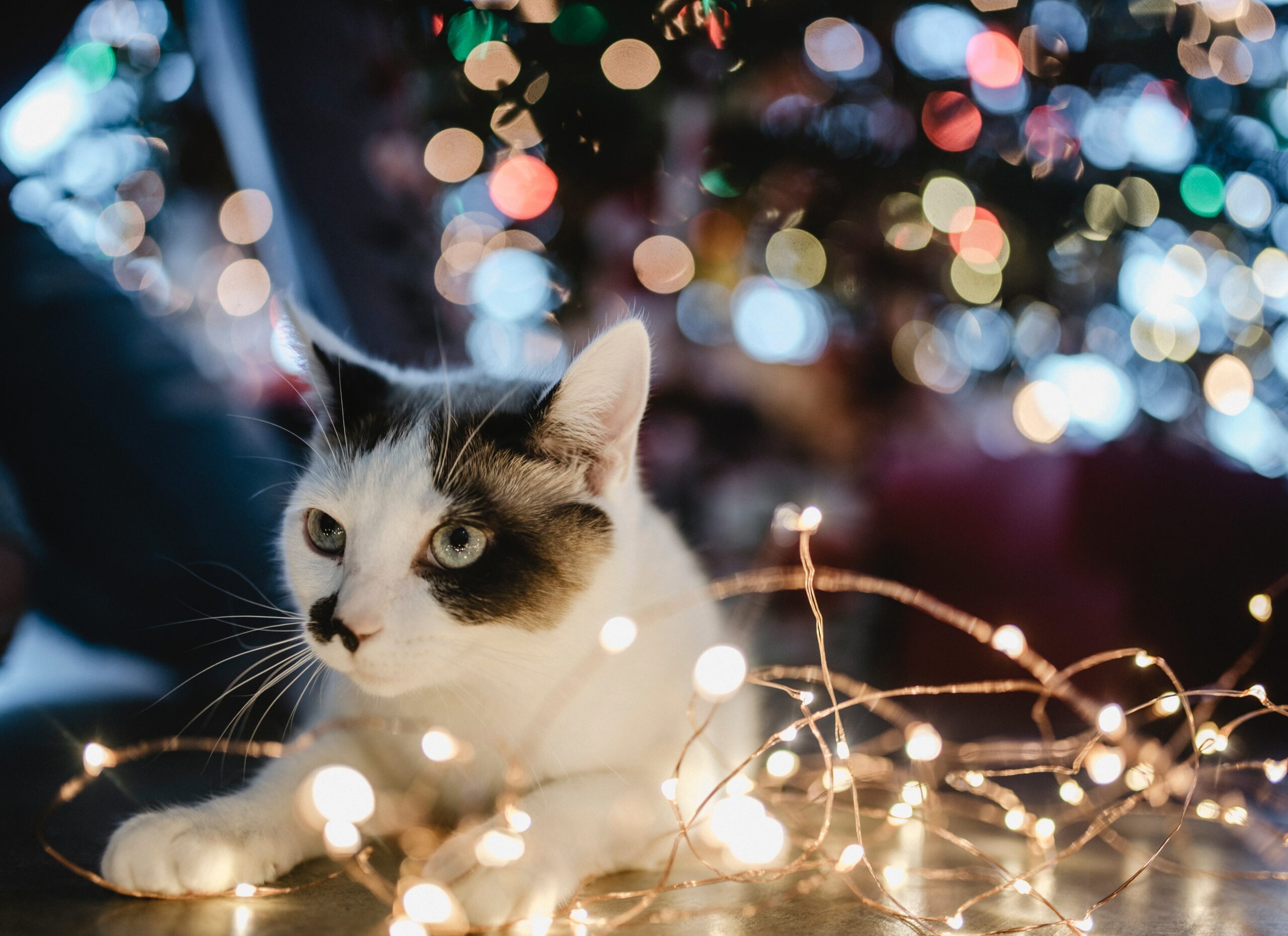 Cat Xmas Lights